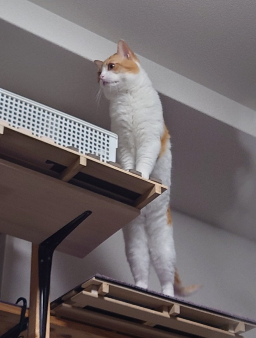 出所：@ochamarusan0126