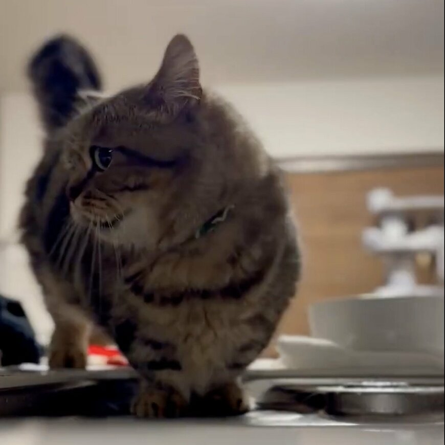 出所：@chopachabi81