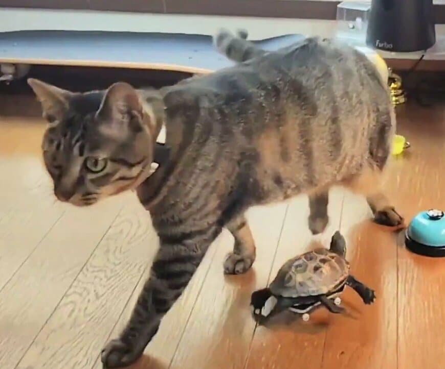 【アニメみたいなドタバタ劇】必死で追いかける亀に見せた猫の塩対応に笑ってしまう