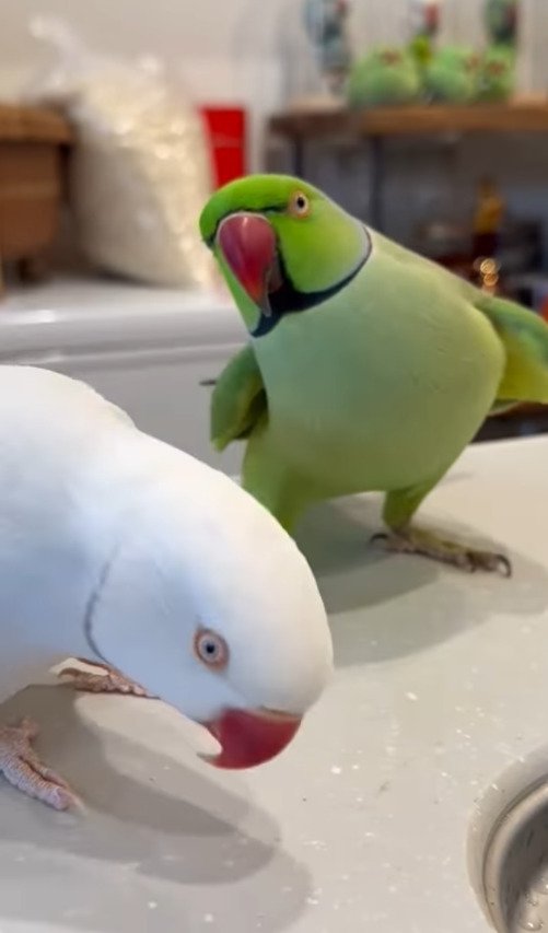 出所：@zundamame_cockatiel