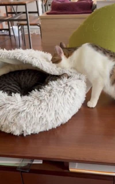 出所：@00shitemita