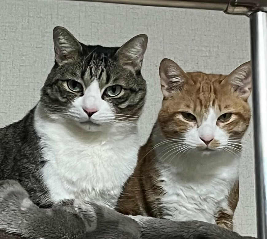 出所：@Neko2Obasan