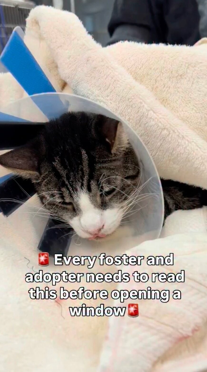 【再び保護】譲渡後わずか30分…「窓から脱走して骨折した猫」が手術を経て回復を目指す姿に声援続出