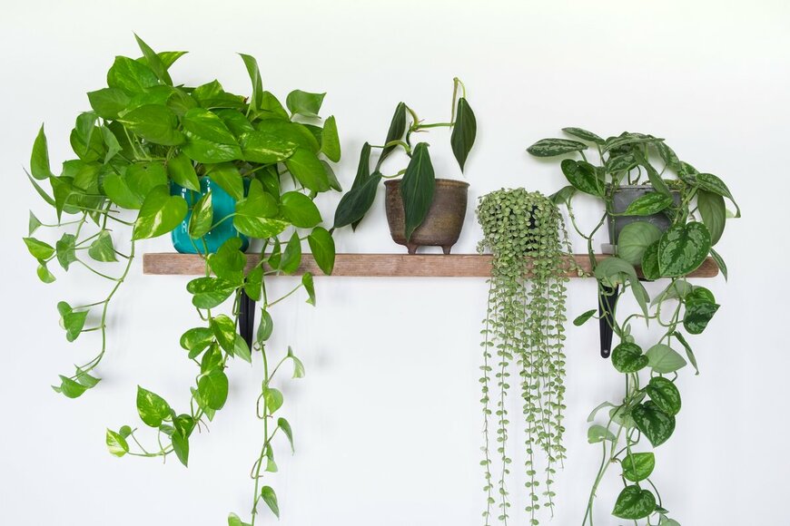 rattiya lamrod/Shutterstock.com