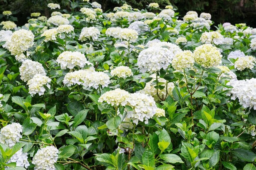 Jung Hsuan/Shutterstock.com