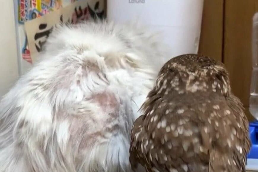 「お兄ちゃんが遊んでくれない…」兄猫に置いて行かれたフクロウ　飼い主に訴える表情が切なすぎる…