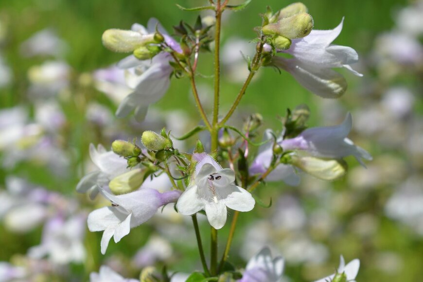 Nahhana/Shutterstock.com