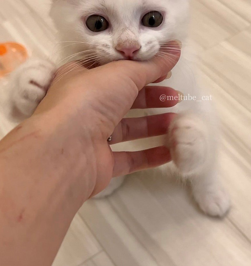 出所：@meltube_cat