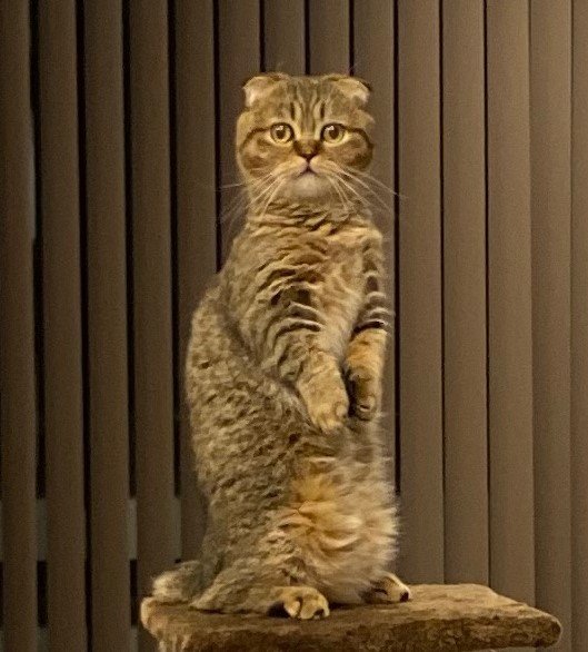 出所：@ponpokopontanu