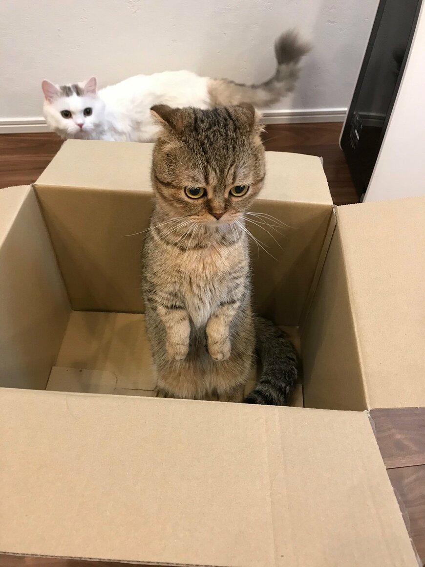 出所：@ponpokopontanu