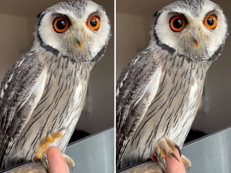 出所：@purinon2929k