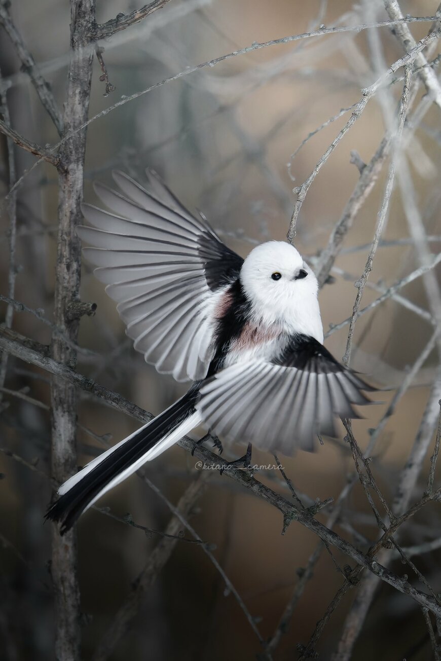 出所：@kitano_camera