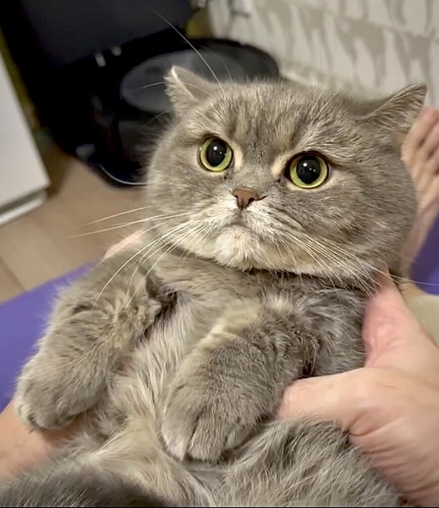 出所：@himaritomugi