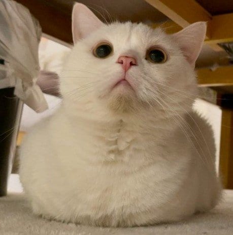 「自分から入ったよね？」段ボールの中から不満を訴える猫　「納得いかない表情」がたまらない…