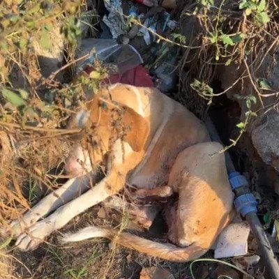 「足に大ケガを負いゴミに囲まれていた犬」足の切断を余儀なくされた犬が回復　「元気に立ち上がる姿」に涙