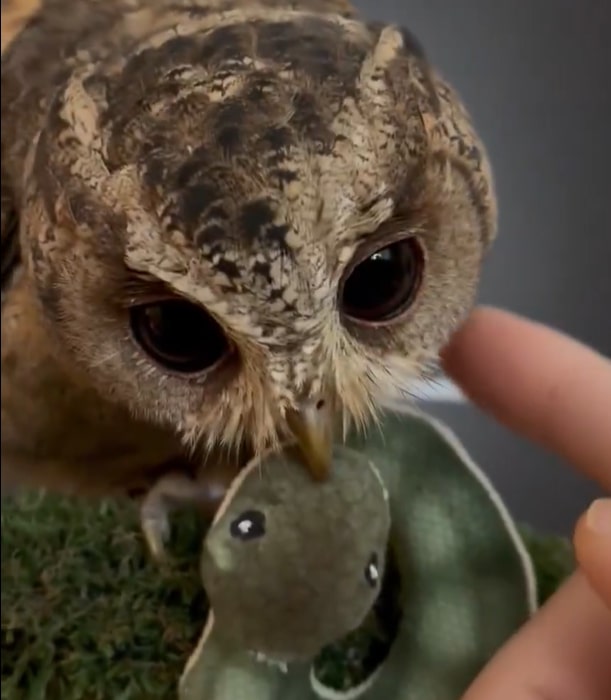 【人間のマネをするフクロウ】飼い主がフクロウをなでた結果…その後の『予想外の行動』に思わずほっこり