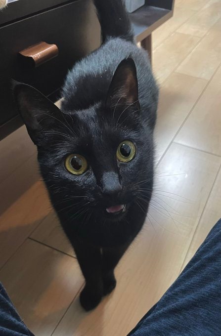 「美しすぎて声出ました」意外なアングルから猫ちゃん観察　思わず二度見の「つぶつぶ」