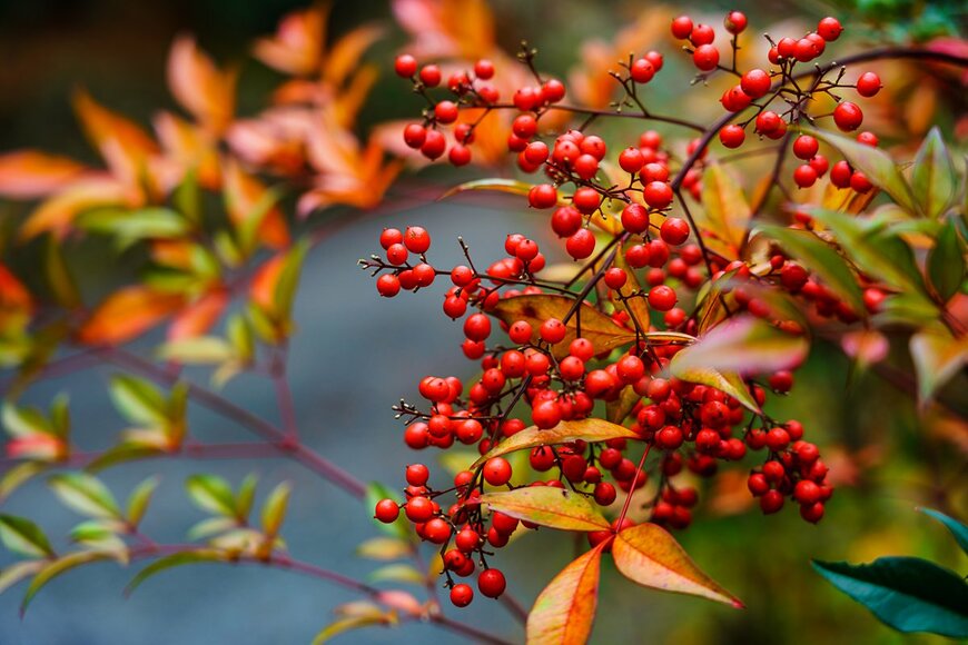 Wako Megumi/Shuttesrtock.com