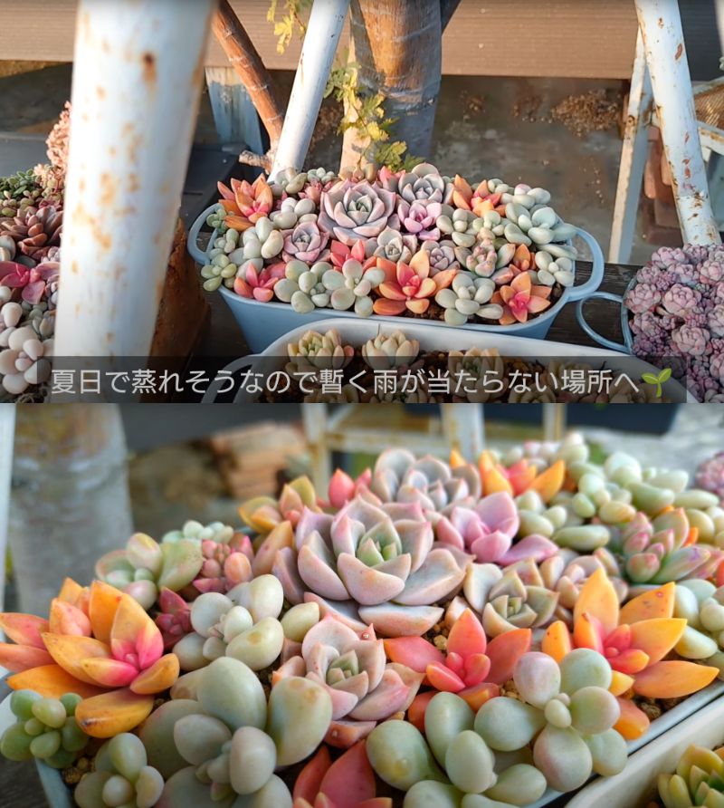 出所：@chachaの多肉事