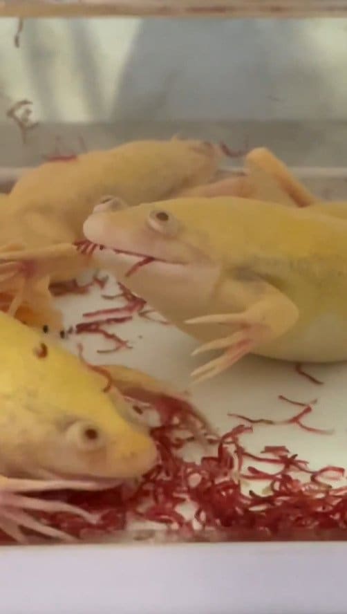 出所：@souman2021