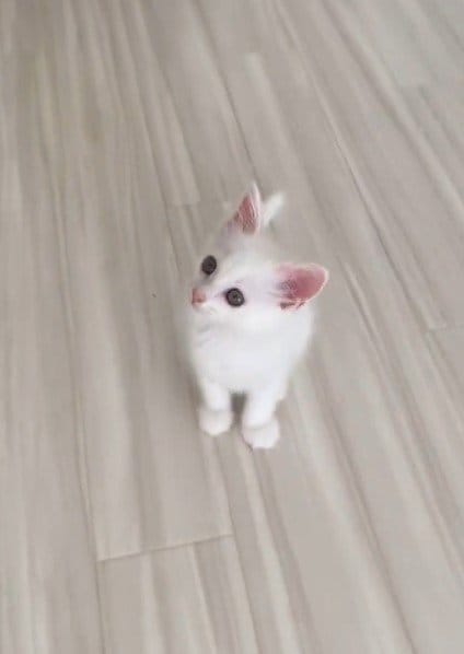 出所：@meltube_cat