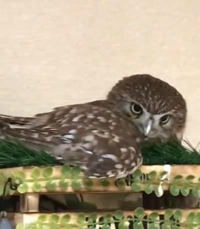 【エア砂浴びするフクロウ】秘密の遊びを見られて「はっ」と我に返る顔が「可愛い！」と話題