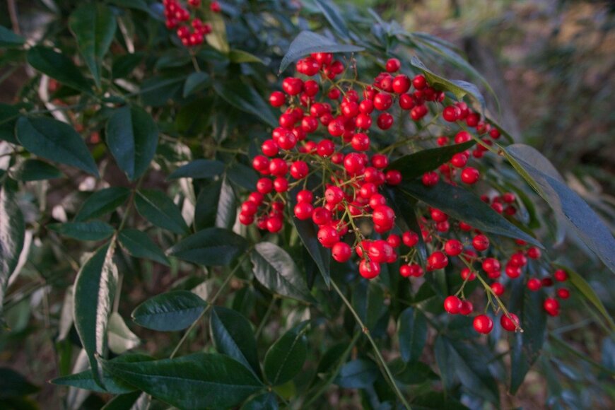 ナンテン　seama/istockphoto.com