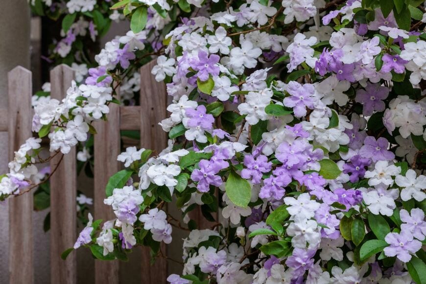 【玄関先に植える木】1本でもおしゃれ！小さなスペースで楽しめる《常緑低木》おすすめ6選