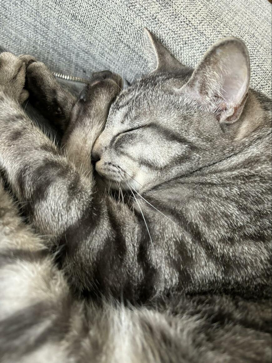 出所：@totomaru_hanmi