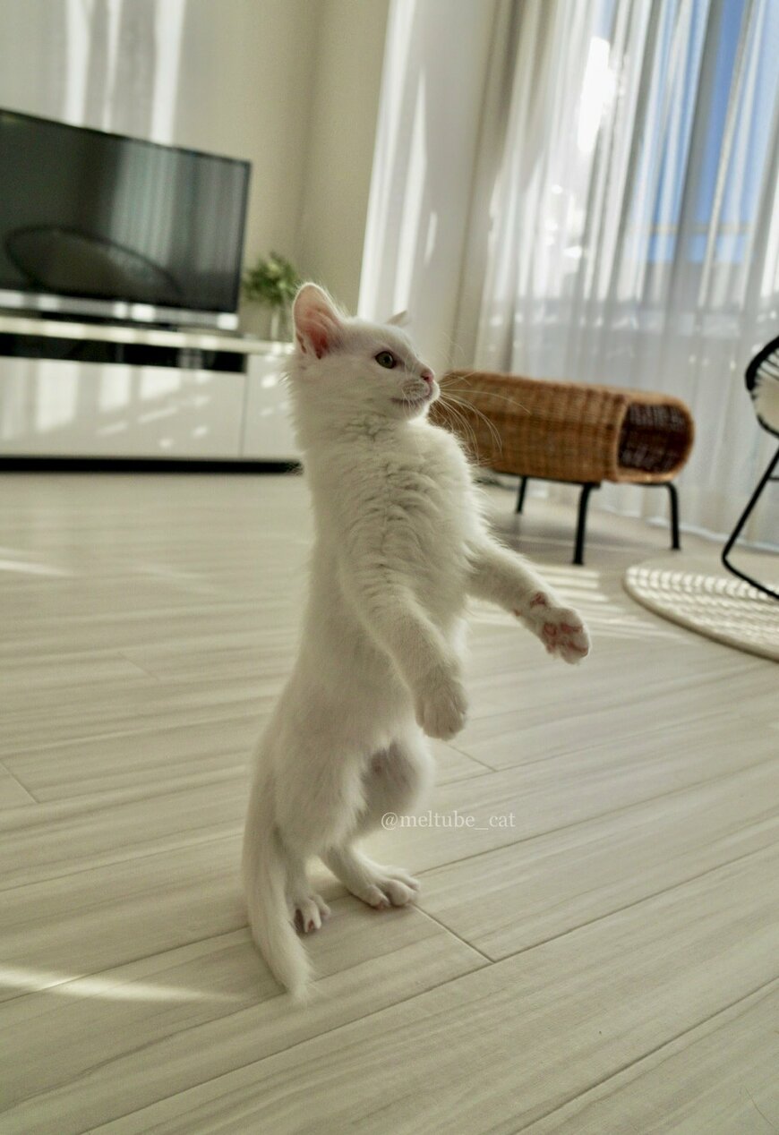 出所：@meltube_cat
