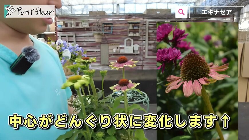 出所：@petit_fleur