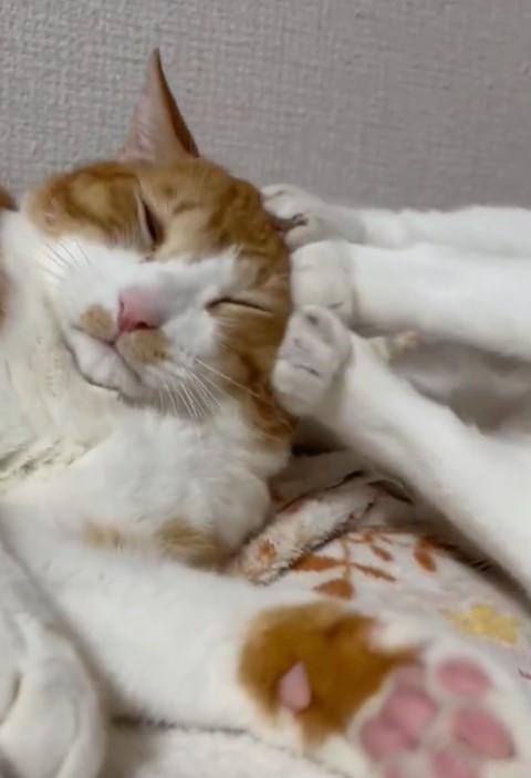 出所：@Neko2Obasan