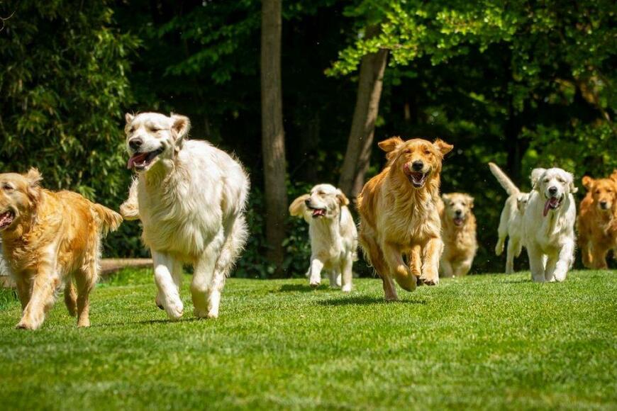 わんこが可愛い！保育園のお散歩カートみたいな犬用の「ペットカートワゴン」を発見！〈タンスのゲン〉