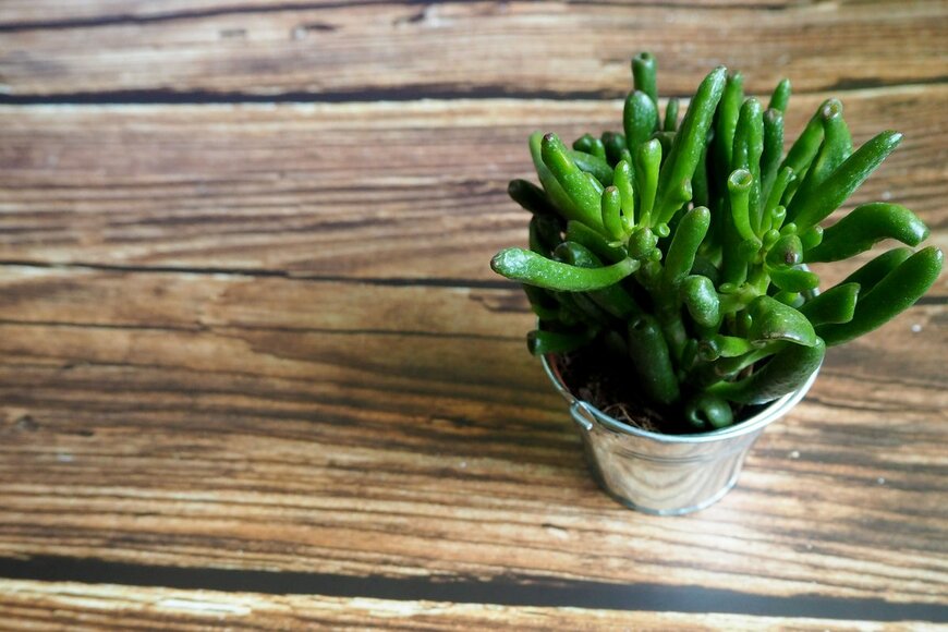 NataliSel/Shutterstock.com