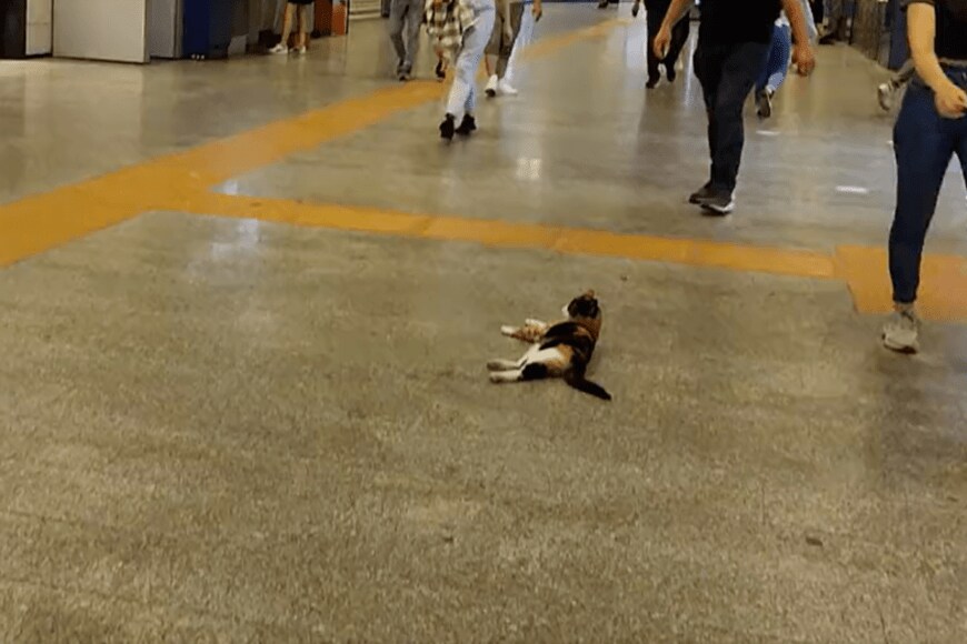 出所：@nekosanpoch