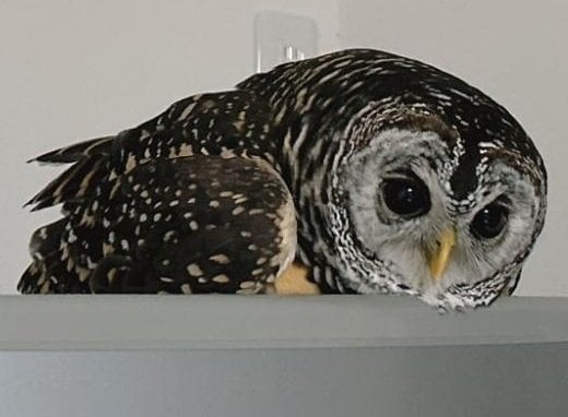 出所：@kanata_akas