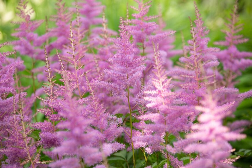 ピンクの花を咲かせている、アスチルベ