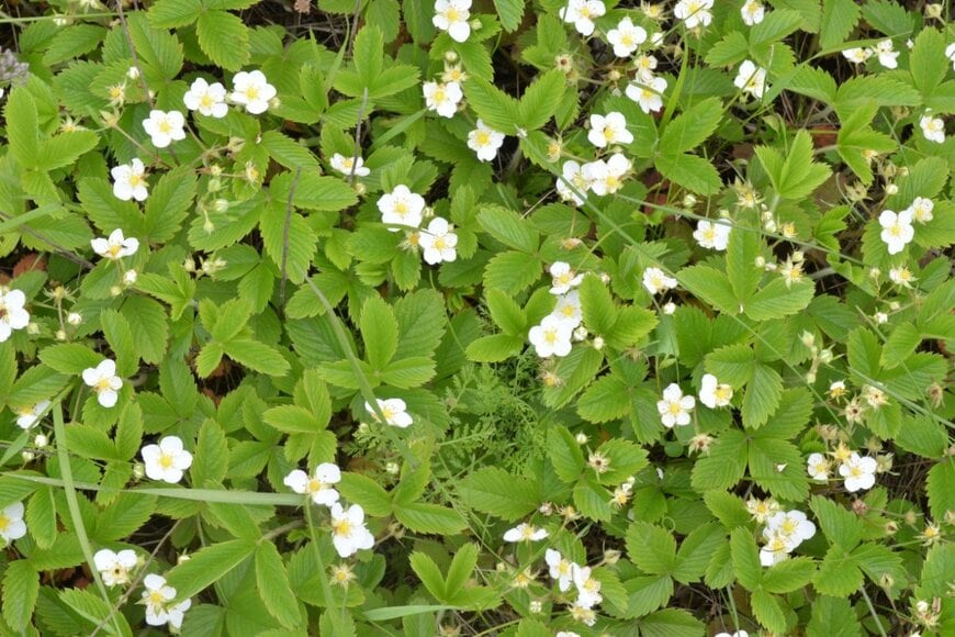 白い花が咲いているワイルドストロベリー