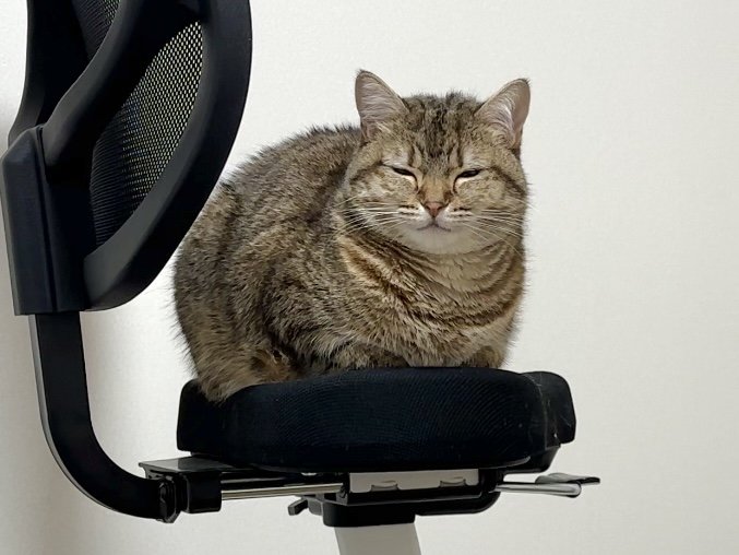 エアロバイクと猫