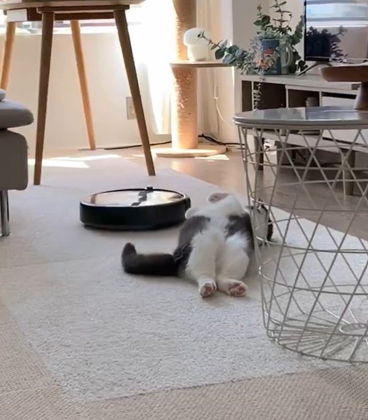 ルンバと猫