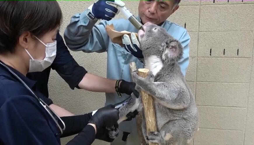 神戸市立王子動物園