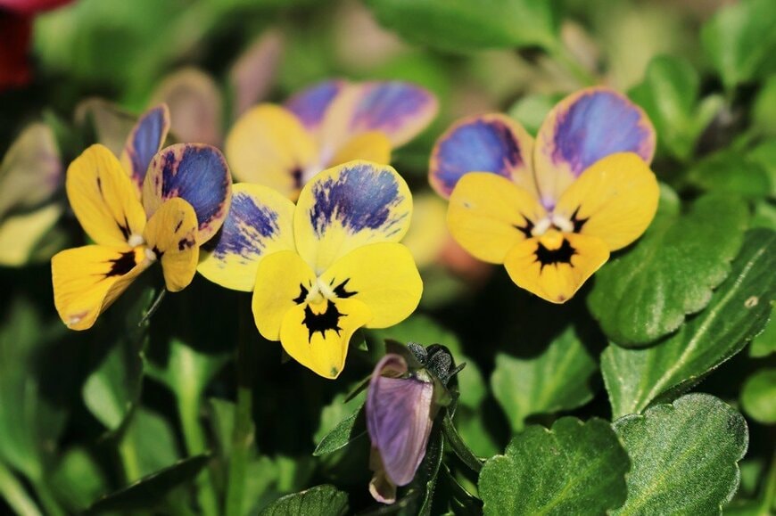 黄色い花びらに紫色の模様が入った、神戸べっぴんさんの花