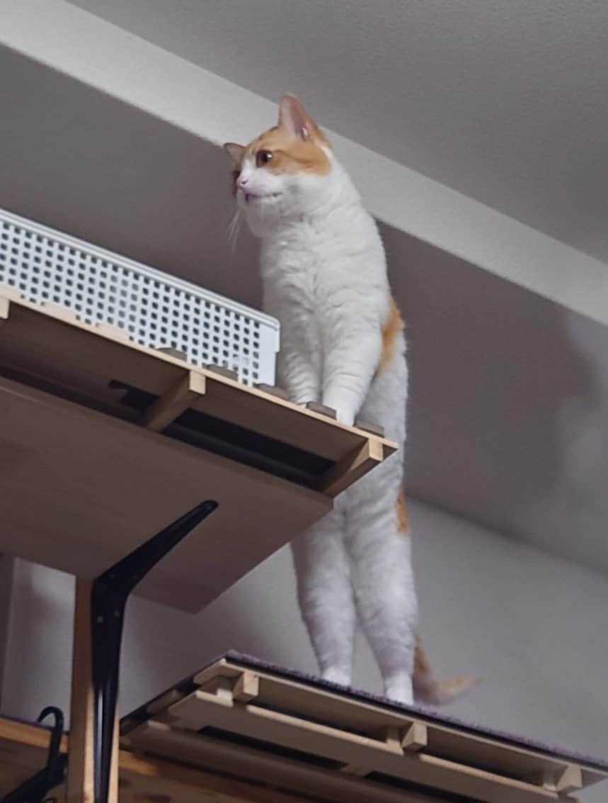 伸びあがる猫