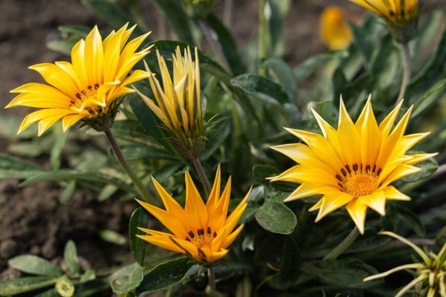 オレンジの花を咲かせているガザニア