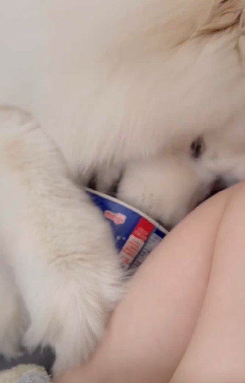 ヨーグルトが好きすぎる犬