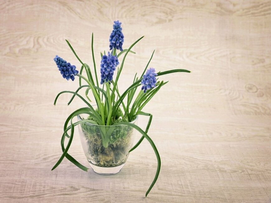 青い花を咲かせている、水耕栽培のムスカリ