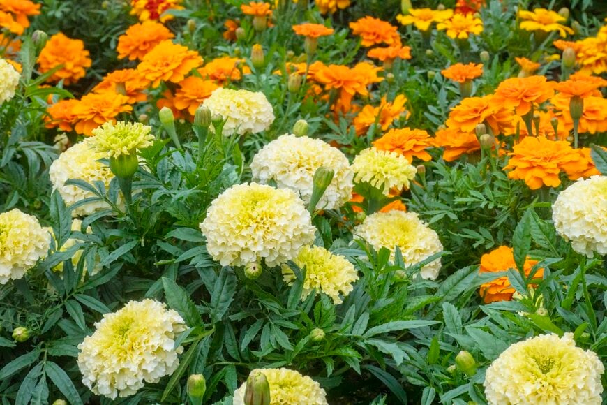 マリーゴールドの花が咲いている。色は薄い黄色とオレンジ