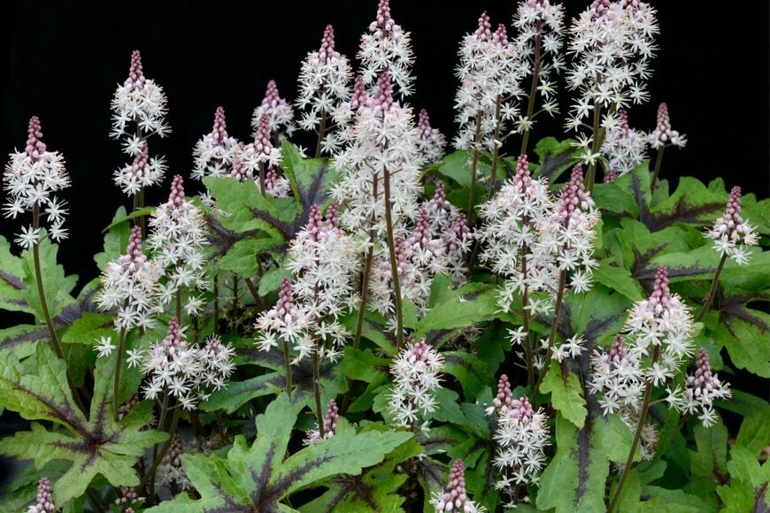 白とピンクのグラデーションの花を咲かせている、ティアレラ