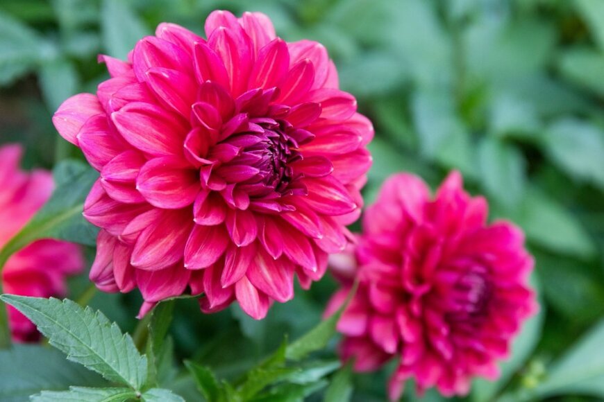 濃いピンク色の花を咲かせている、ダリア