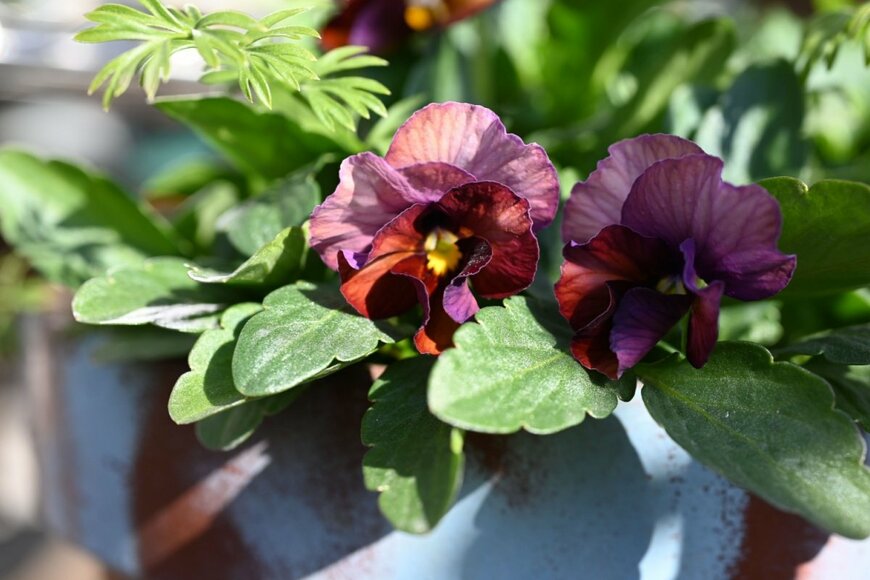 赤紫色の花びらがおしゃれなパンジー